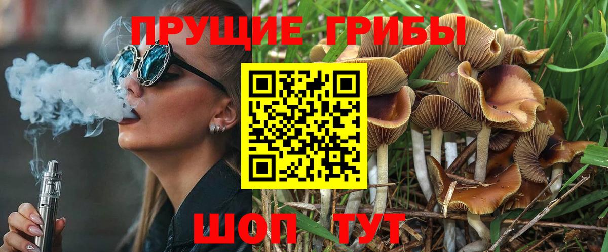 Псилоцибиновые грибы Psilocybe Коломна